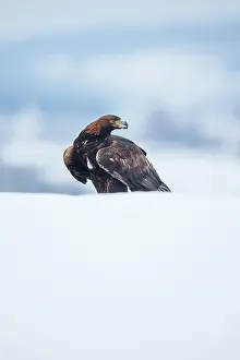 Zdarske: Golden Eagle