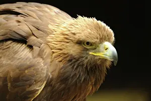 Fierce: Golden Eagle