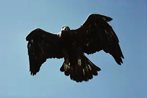 Ventral: Golden Eagle