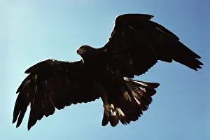 Ventral: Golden Eagle