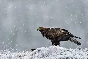 Trndelag: Golden Eagle