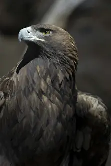 Chrysaetos: Golden Eagle