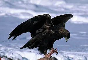 Chrysaetos: Golden Eagle