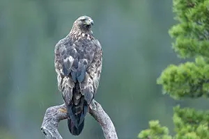 Flatanger: Golden Eagle