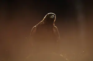Chrysaetos: Golden Eagle
