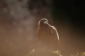 Chrysaetos: Golden Eagle