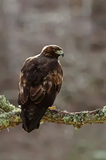 Chrysaetos: Golden Eagle