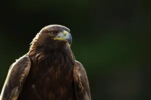 Chrysaetos: Golden Eagle