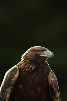 Chrysaetos: Golden Eagle