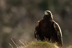 Chrysaetos: Golden Eagle