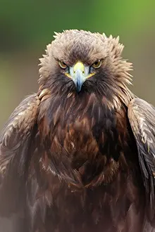 Chrysaetos: Golden Eagle