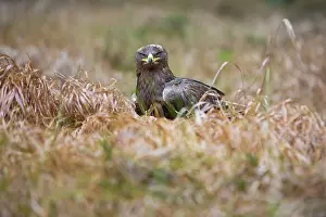 Chrysaetos: Golden Eagle