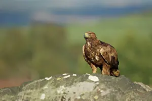 Chrysaetos: Golden Eagle