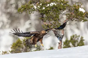 Flatanger: Golden Eagle
