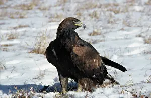 Chrysaetos: Golden Eagle