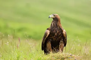 Perthshire: Golden Eagle