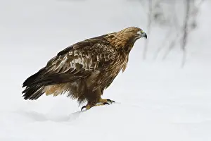 Chrysaetos: Golden Eagle