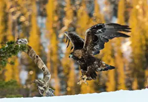Chrysaetos: Golden Eagle