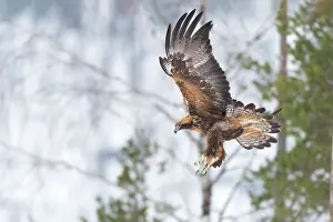 Chrysaetos: Golden Eagle