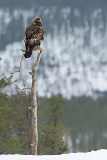 Chrysaetos: Golden Eagle