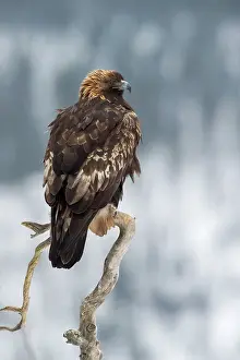 Oulanka: Golden Eagle