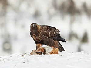 Bait: Golden Eagle