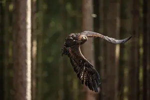 Bohemia: Golden Eagle