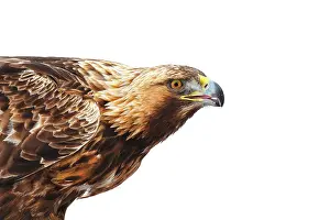 Chrysaetos: Golden Eagle