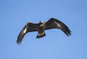 Aquila: Golden Eagle