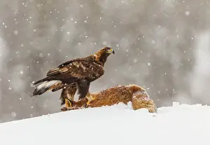 Bait: Golden Eagle