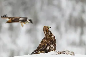 Bait: Golden Eagle