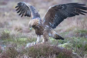 Aquila: Golden Eagle