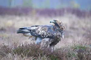Aquila: Golden Eagle