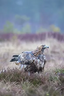 Aquila: Golden Eagle