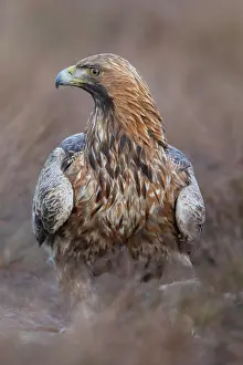 Smaland: Golden Eagle
