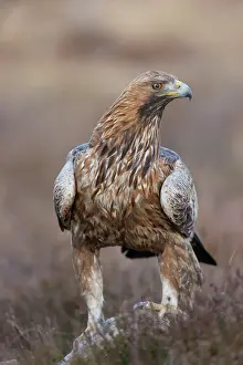Smaland: Golden Eagle
