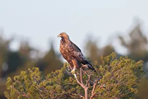 Smaland: Golden Eagle