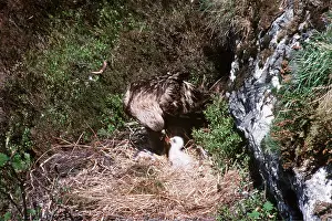 R T Smith: GOLDEN EAGLE - adult feeding chick in nest