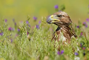 Real: Golden Eagle - adult in field amongst flowers