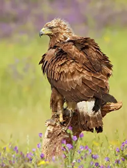 Real: Golden Eagle - adult in field with flowers