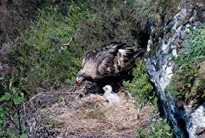 R T Smith: GOLDEN EAGLE - adult on nest with meat in beak