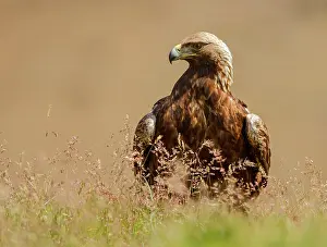 Real: Golden Eagle - adult perched on the floor among flowers