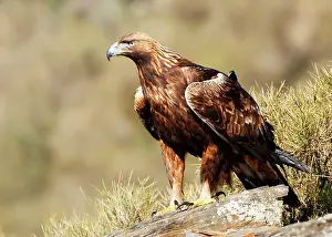 Real: Golden Eagle - adult perched on a rock