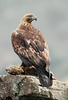 Real: Golden Eagle - adult perched on a rock with its prey