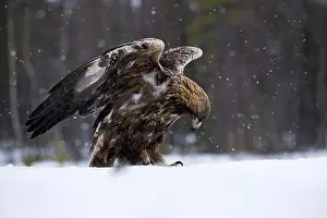 150818: Golden Eagle - in angel pose - Sweden, Europe