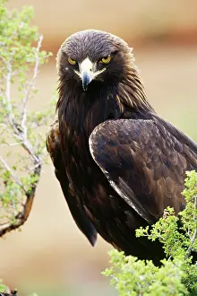 Zion: Golden Eagle (Aquila chrysaetos)