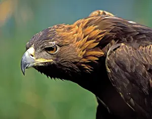 Hooked: Golden Eagle (Aquila chrysaetos)