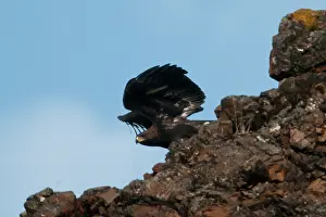 Chrysaetos: Golden Eagle (Aquila chrysaetos)