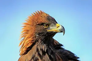 Slovakia: Golden eagle (Aquila chrysaetos), adult, animal
