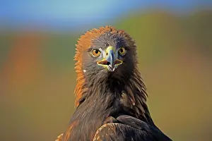 Slovakia: Golden eagle (Aquila chrysaetos), adult, animal